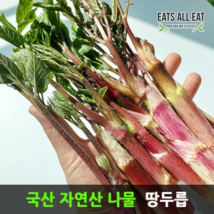 이츠올릿 자연산 봄 땅두릅 1kg 국산 나물 여름 두룹 산나물 두릅 드룹