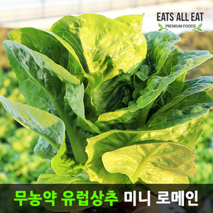 이츠올릿 유럽 상추 알사시아 무농약 (1kg 미니 로메인)  프리미엄 유기농 채소 샐러드 야채